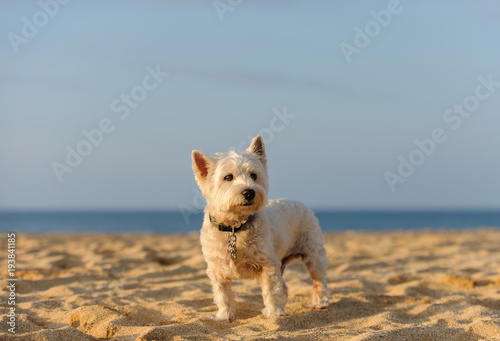 West Highland White Terrier dog outdoor portrait standing on sand ocean beach