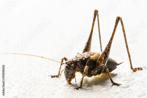 Large brown grasshopper locust closeup water drops on a white background