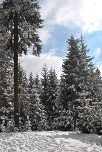 Las w zimie