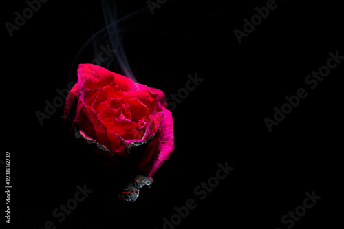 Smoke coming out of a red rose in the left corner of the frame on a black background