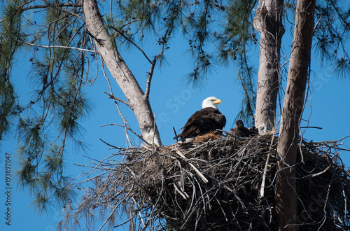 A bald eagle and an eaglet sit in their nest