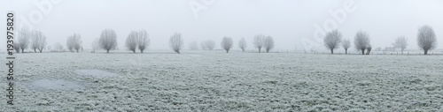 Panorama of fields with willow trees in winter