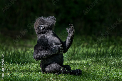 Western Lowland Gorilla Baby II
