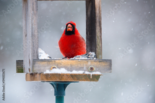 Vibrant red cardinal eating sunflower seeds in open feeder in snow storm. Close up with soft focus snow background. 