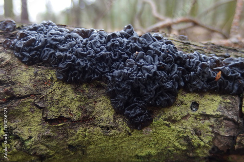 Grzyb kisielnica kędzierzawa Exidia nigricans