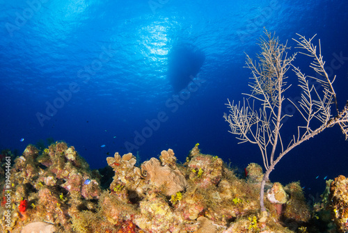 A boat has moored up above a tropical reef system in the deep blue water. The location is the Cayman Islands in the Caribbean and the intense sun can be seen shining through the water 