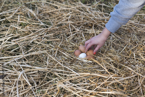 Mano de mujer recogiendo huevos frescos de gallina en el nido