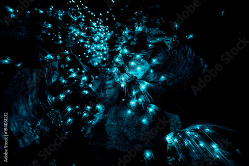 Closeup of New Zealand Glow Worms in Waipu Cave