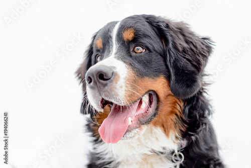 Bernese Mountain Pups