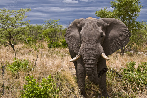 Elefante che si avvicina deciso verso il fuoristrada