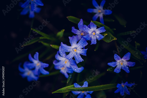 Chionodoxa śnieżnik blue flower