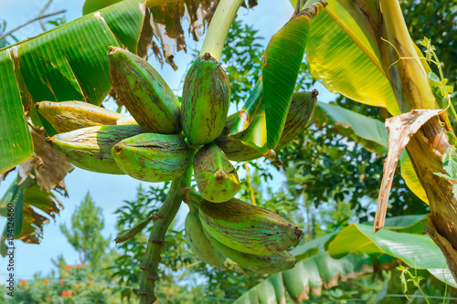 plantain in an African garden