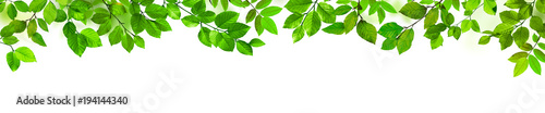 Grüne Blätter als Freisteller vor weißem Hintergrund