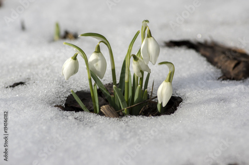 Galanthus nivalis, common snowdrop in bloom, early spring bulbous flowers in the garden