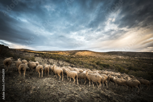 sheeps in the countryside of Soria in Spain