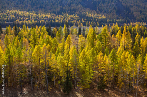 View of yellow autumn forest of Altai Republic, Russia.