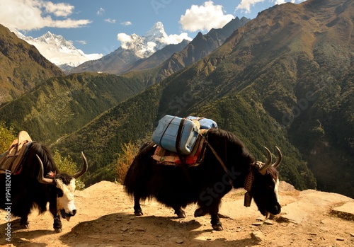 Yaks, View of Mt. Lhotse, Tengboche monastery and Mt. Ama Dablam, Dudh Kosi River valley, Solukhumbu District, Sagarmatha Zone, Himalayas, Nepal, Asia