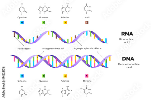 Molecular Structure Of DNA and RNA. Infographic Educational Vector Illustration