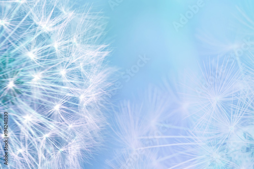 Dandelion seeds closeup blowing on light blue background. Greeting card template. Soft toned. Copy space. Spring nature