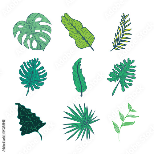 Various Type of Tropical Leaves Hand Drawn Illustration Asset Set
