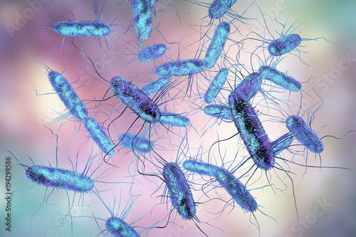 Salmonella bacteria. S. typhi, S. typhimurium and other Salmonella, Gram-negative rod-shaped bacteria, the causative agents of enteric typhus and food toxicoinfection salmonellosis, 3D illustration