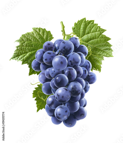 Blue grapes isolated on white background. Vertical composition