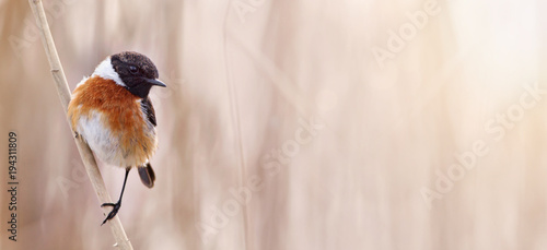 Small bird sitting on a reed, web banner of an European stonechat