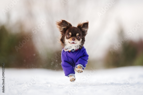 happy chihuahua dog running outdoors in winter