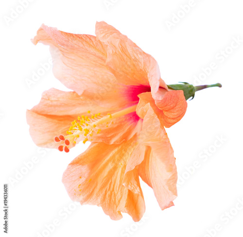 orange hibiscus flower