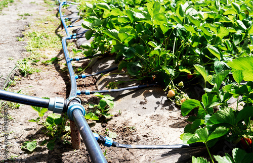 Drip irrigation system on strawberry filed in farm, close up. Strawberry bushes with green leaves growing in garden, copy space. Natural background. Agriculture, healthy food concept