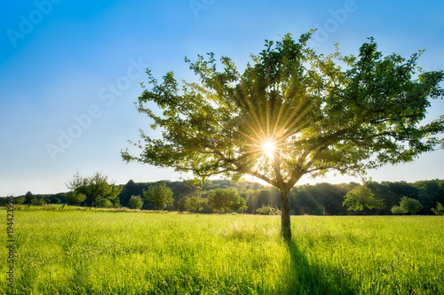 Pojedynczy drzewo w świetle słonecznym na zielonej łące