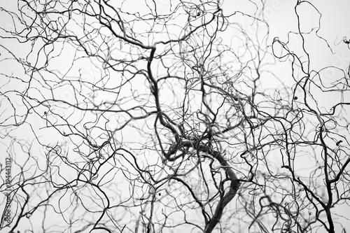 Tangled structure of thin twisted tree branches resemble a network of veins and arteries. Spindly tree branches form a complicated fractal pattern silhouetted against neutral grey background.