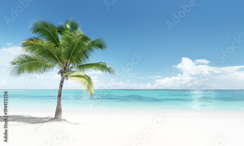 palm on the beach