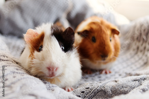 Two guinea pigs on the woolen blanket