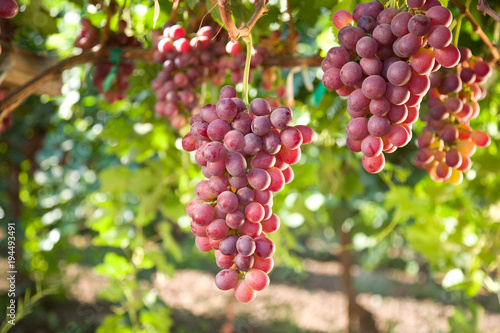 Red Seedless Table Grapes
