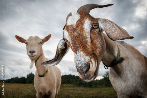 Two goats look at the camera