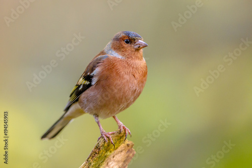 Male Chaffinch on green background