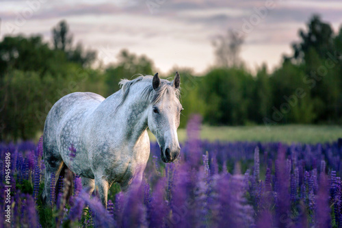Portret szary koń wśród łubinowych kwiatów.
