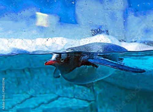 Gentoo Penguin Floating Isolated on Nature Background