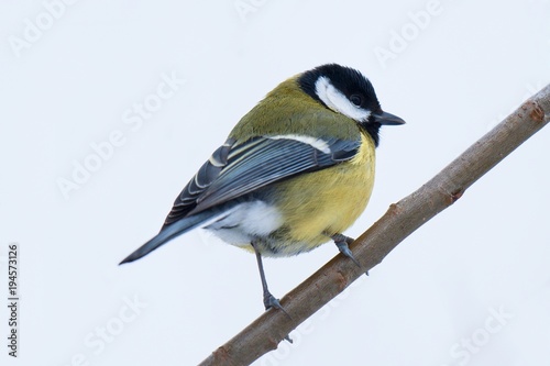 Great Tit Parus major sitting on a branch 