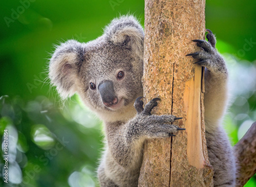 Koala is on the tree.