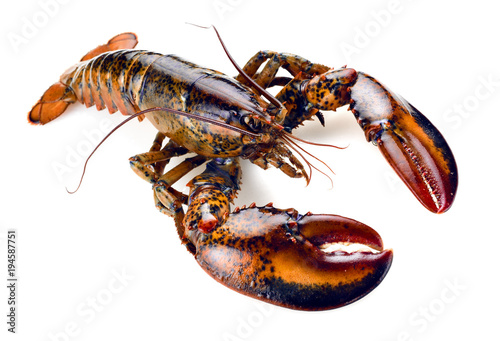 raw lobster isolated