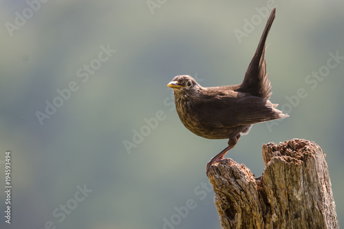 Perched Female Blackbird