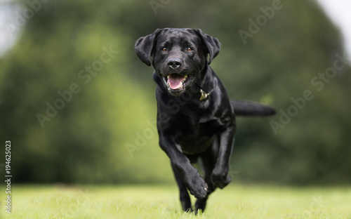 Black labrador retriever dog
