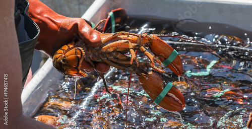 Fisheman holding a live lobster over a bin of lobsters