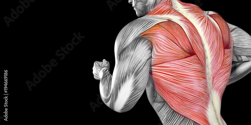 Human Male Body Anatomy Illustration with visible Muscles