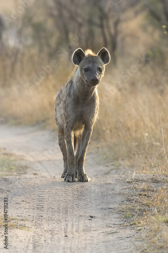 Lone Hyena walking along dirt road scavenging for food
