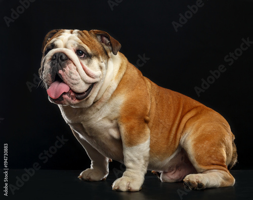 English bulldog isolated on a black background