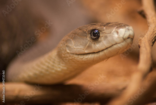 Serpiente mamba negra