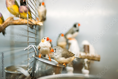 Domestic birds sitting on a stick in pet shop